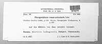 Phragmidium fusiforme image